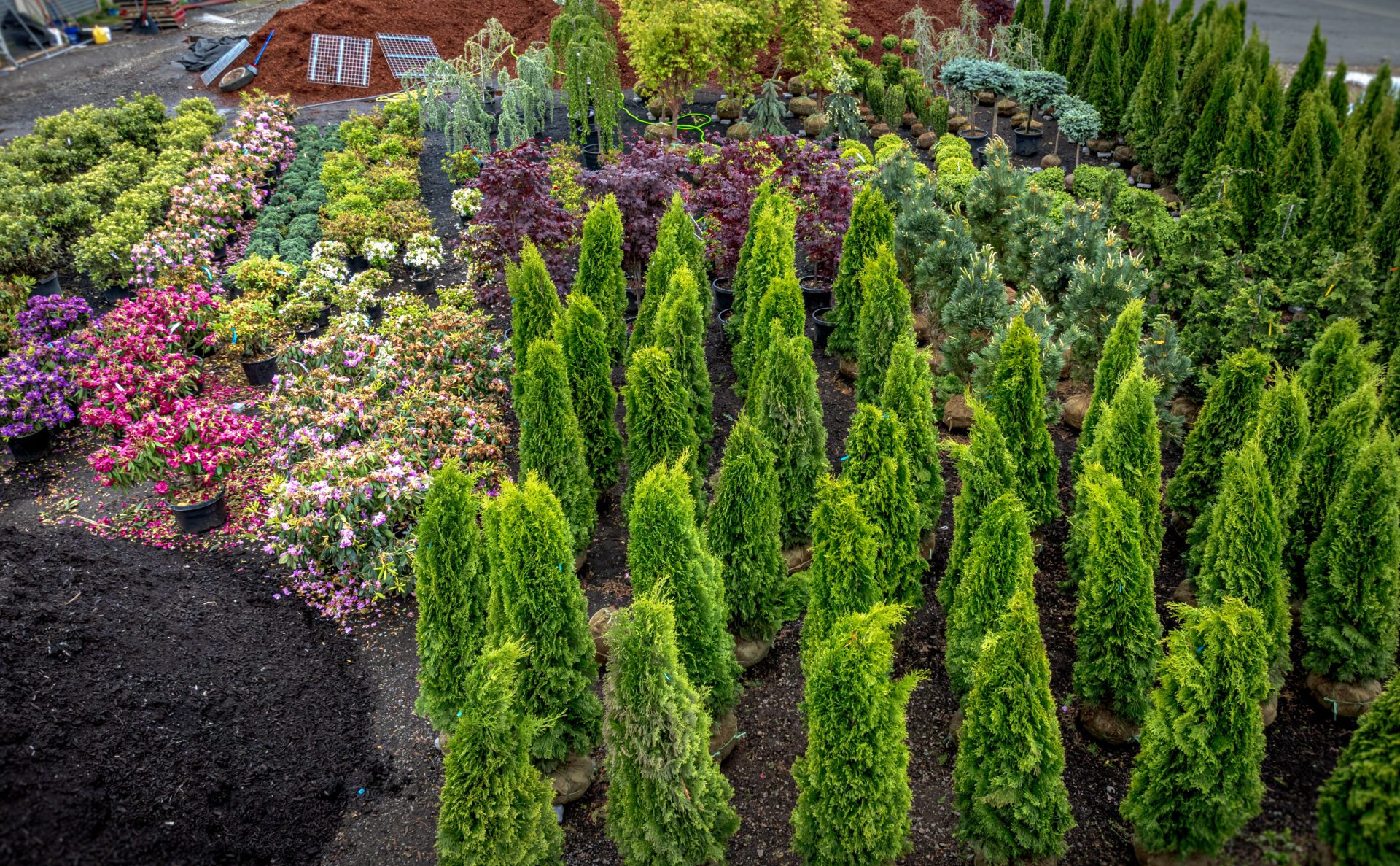 Healthy shrub inventory at HQ Landscaping in Southington CT, including evergreens, flowering shrubs, and maples ready for backyard installation