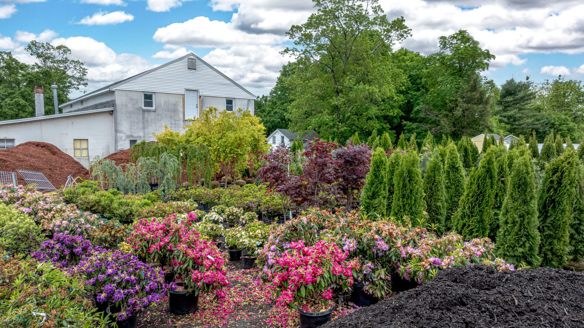 Wide selection of shrubs at HQ Landscaping in Southington, CT including arborvitae and flowering varieties, ideal for Connecticut backyards